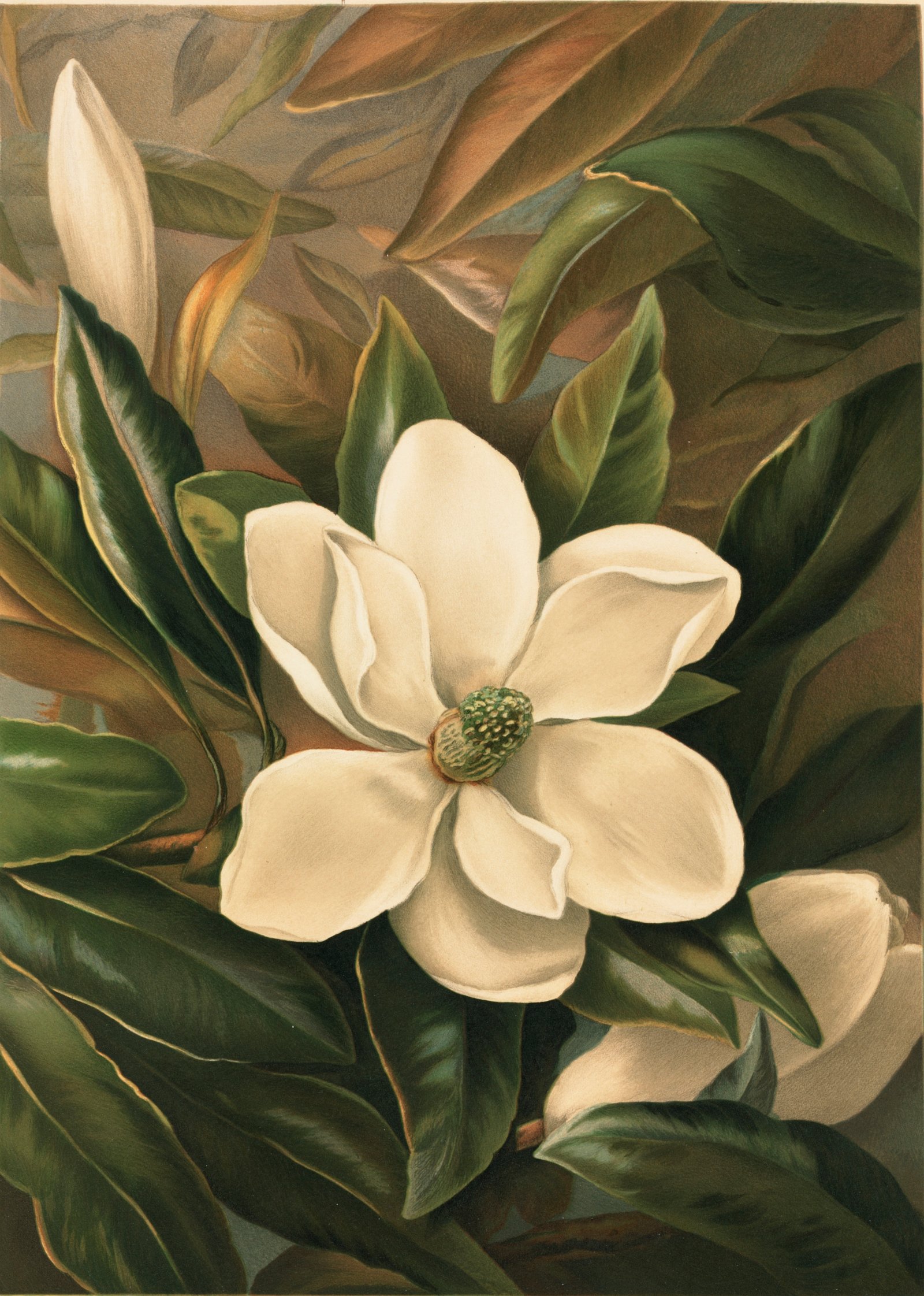 Lámina botánica de una flor de magnolia, ilustración de línea fina.