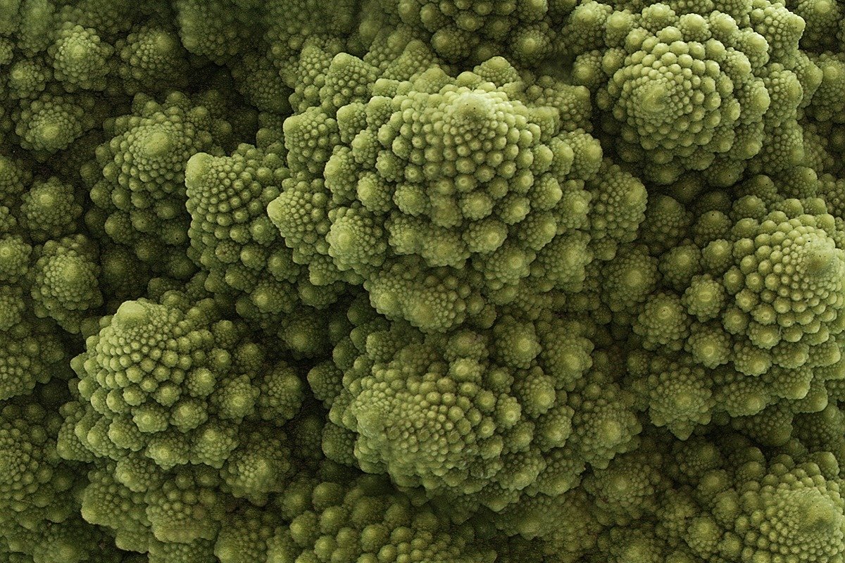 Romanesco visto de cerca: la misma espiral se repite en cada escala, de la pieza entera a los brotes más pequeños.